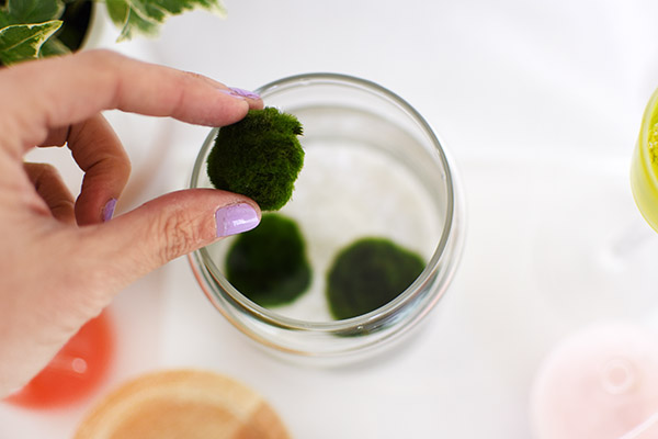 Marimo Moss Ball jar