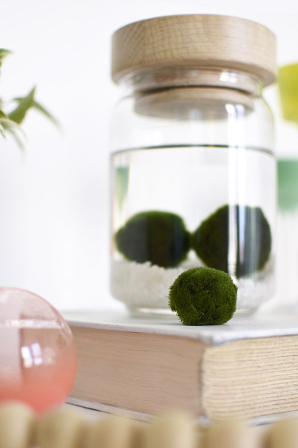 Marimo moss balls care tips