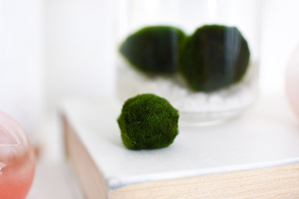 Marimo Moss Balls