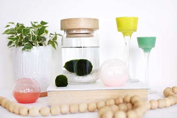 Marimo Moss Balls in water