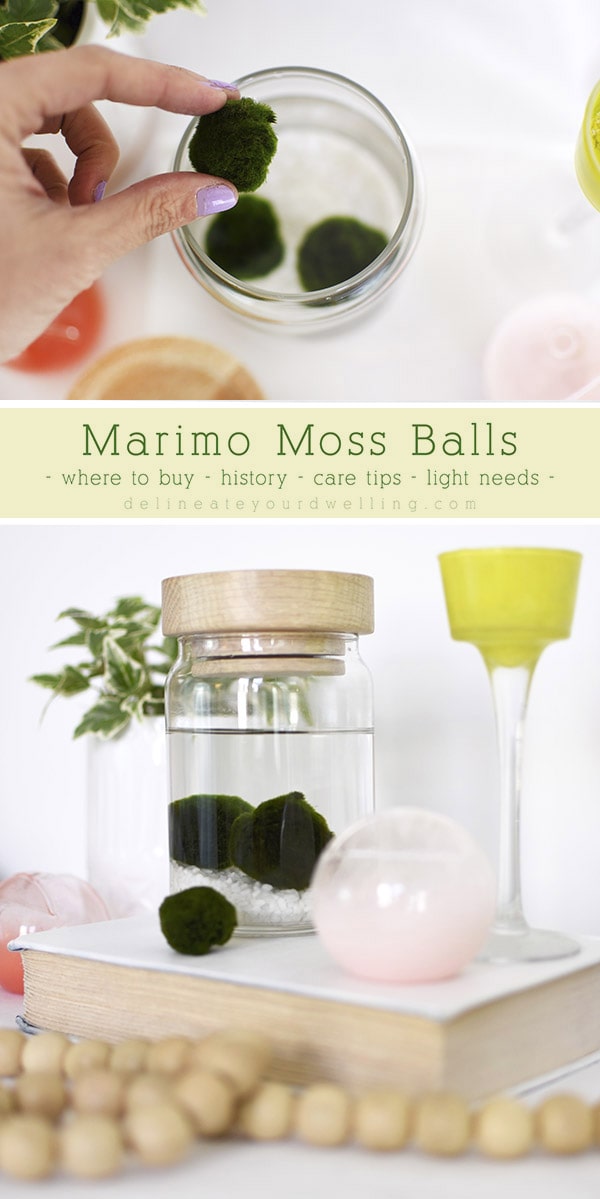 Marimo Moss Balls 