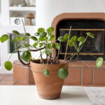 Mature Pilea Care terra cotta pot