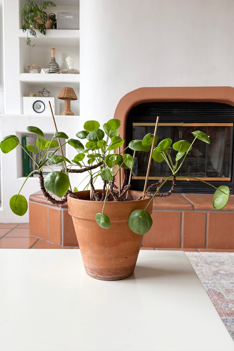 Mature Pilea Care terra cotta pot