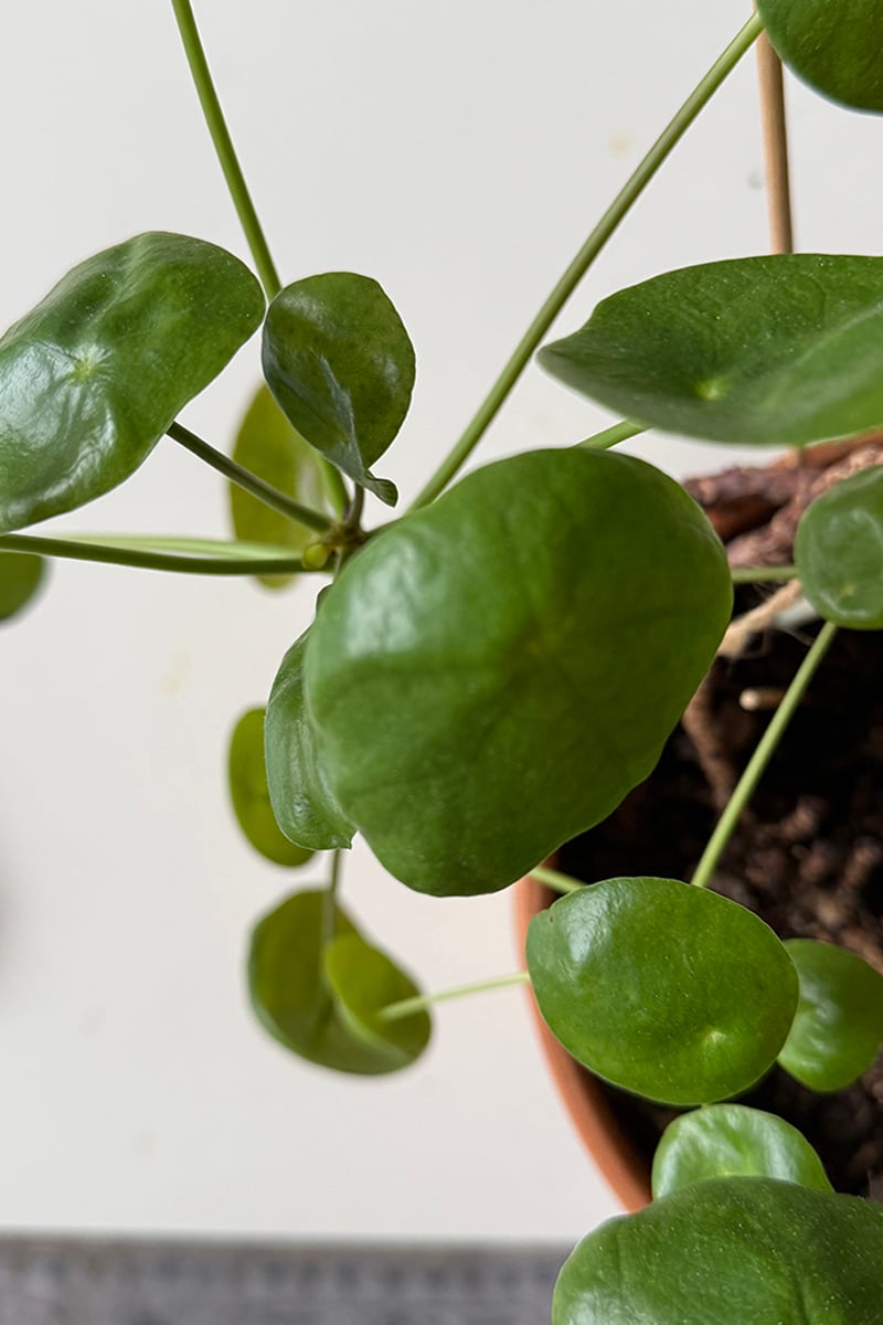 Dark green Pilea peperomioides plant
