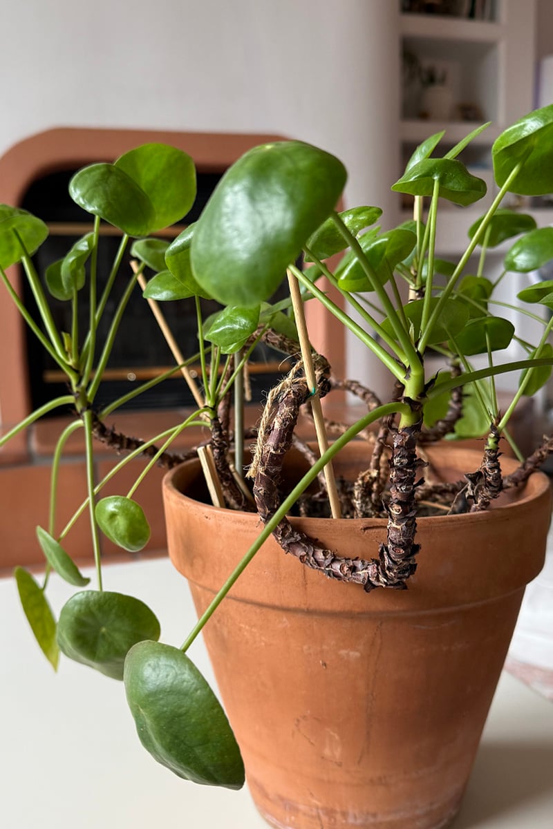 Mature Chinese Money plant in a terra cotta pot with many mother and pup plants
