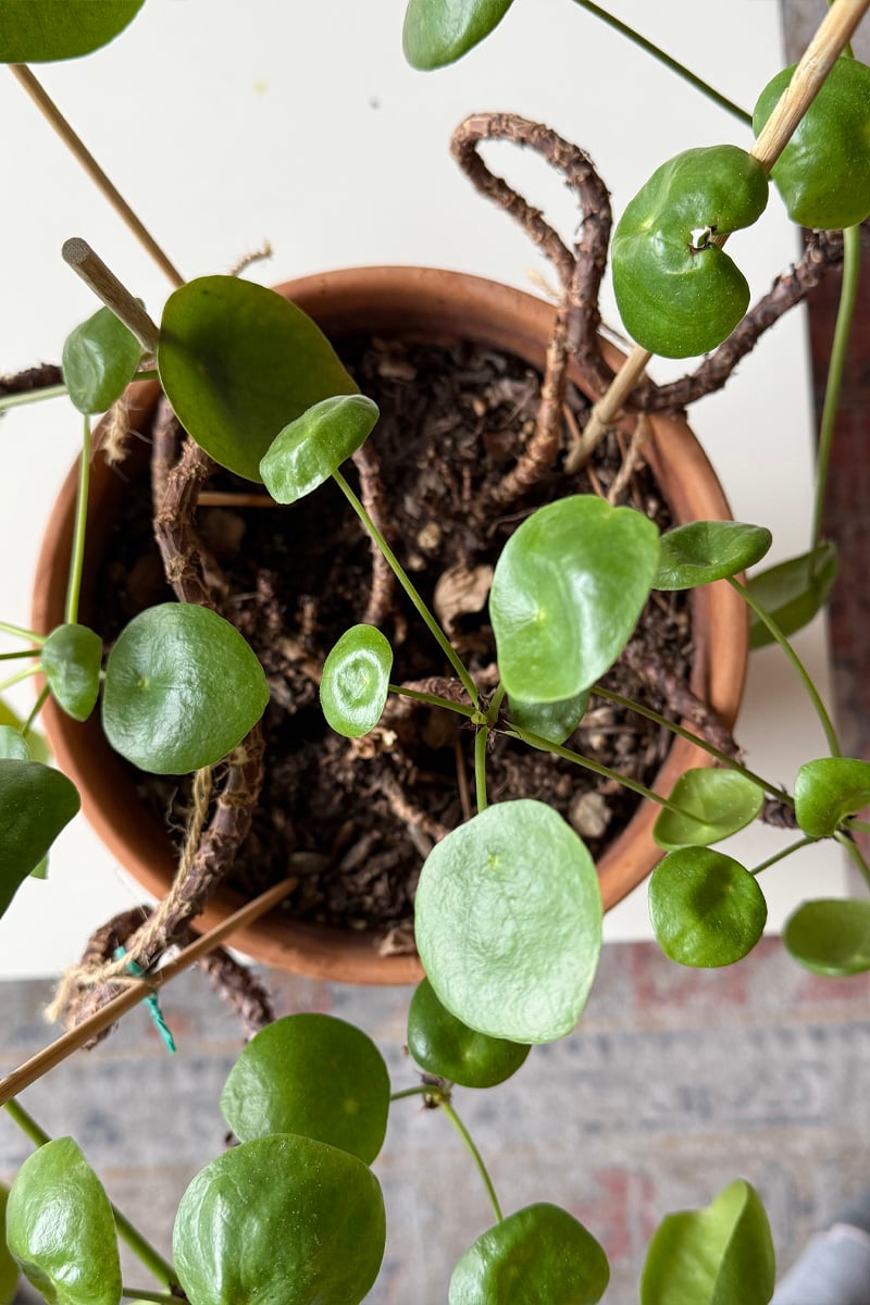 Healthy Chinese Money Plant with pups