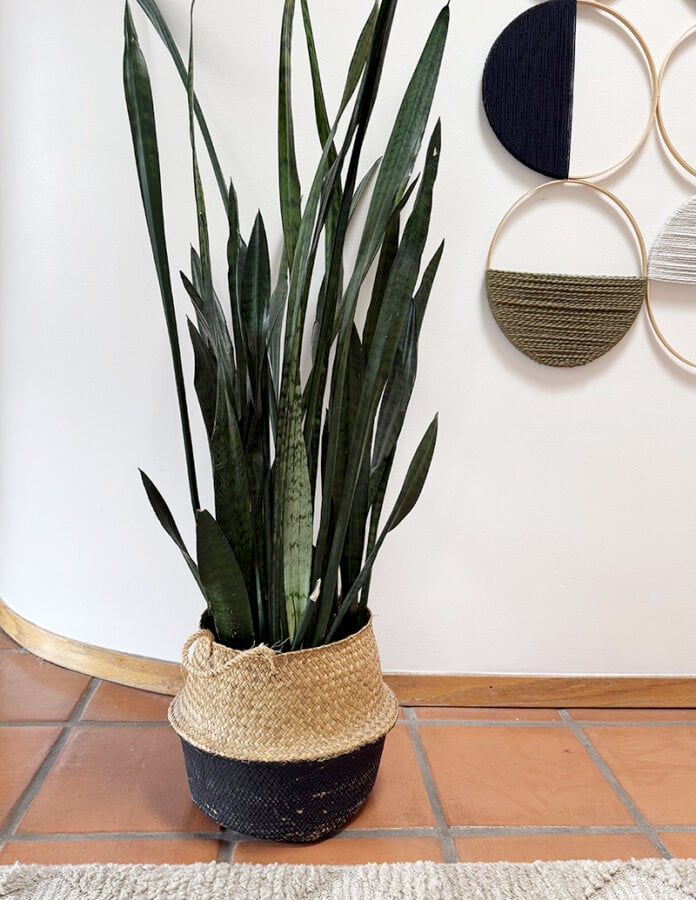 Mature Snake Plant