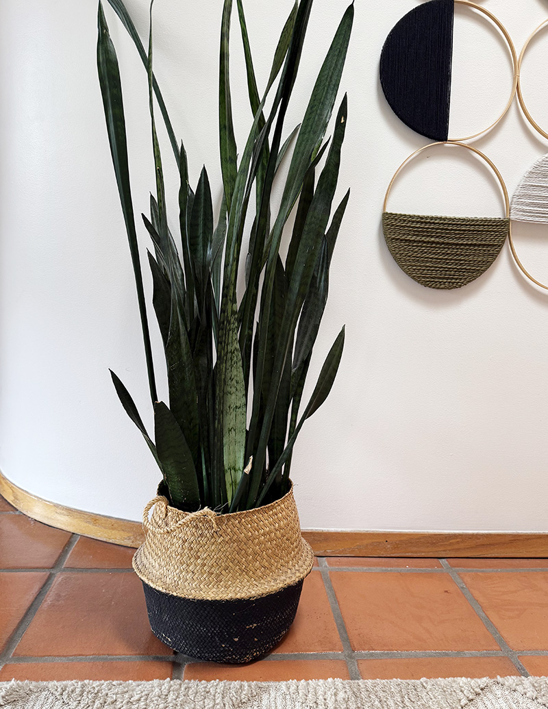 Mature Snake Plant indoor