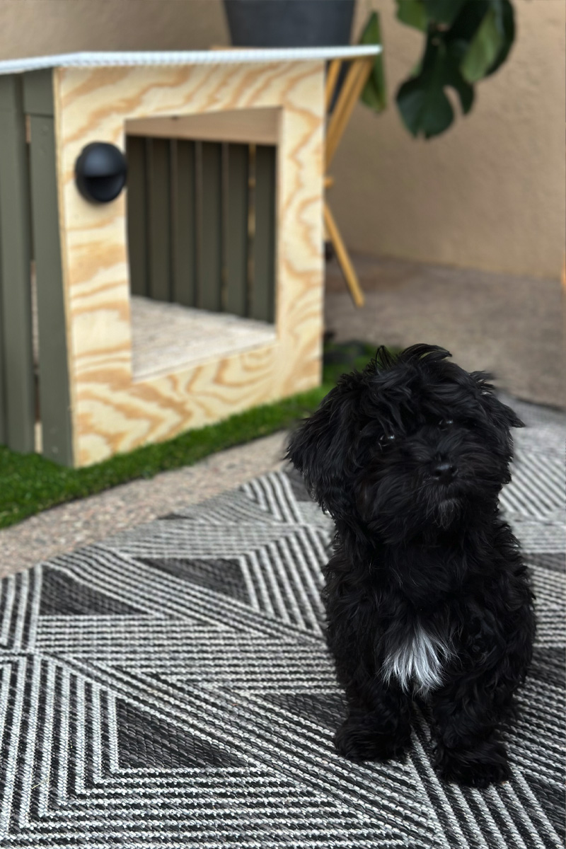 Havanese Dog House