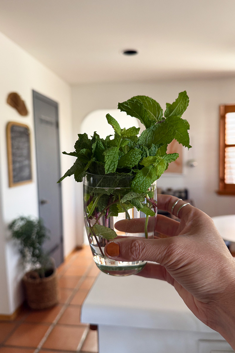 Glass of water with garden mint sprigs