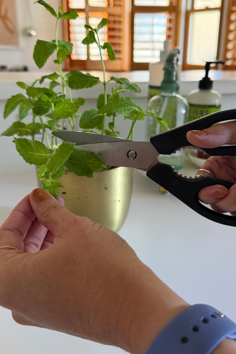 Hands cutting mint in a gold pot with kitchen scissors