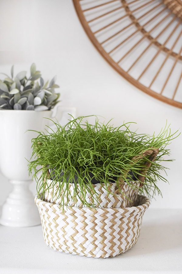 Mistletoe Cactus in pot