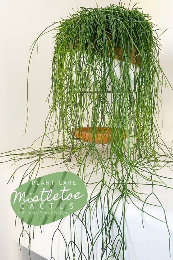 Mistletoe-Cactus-plant care