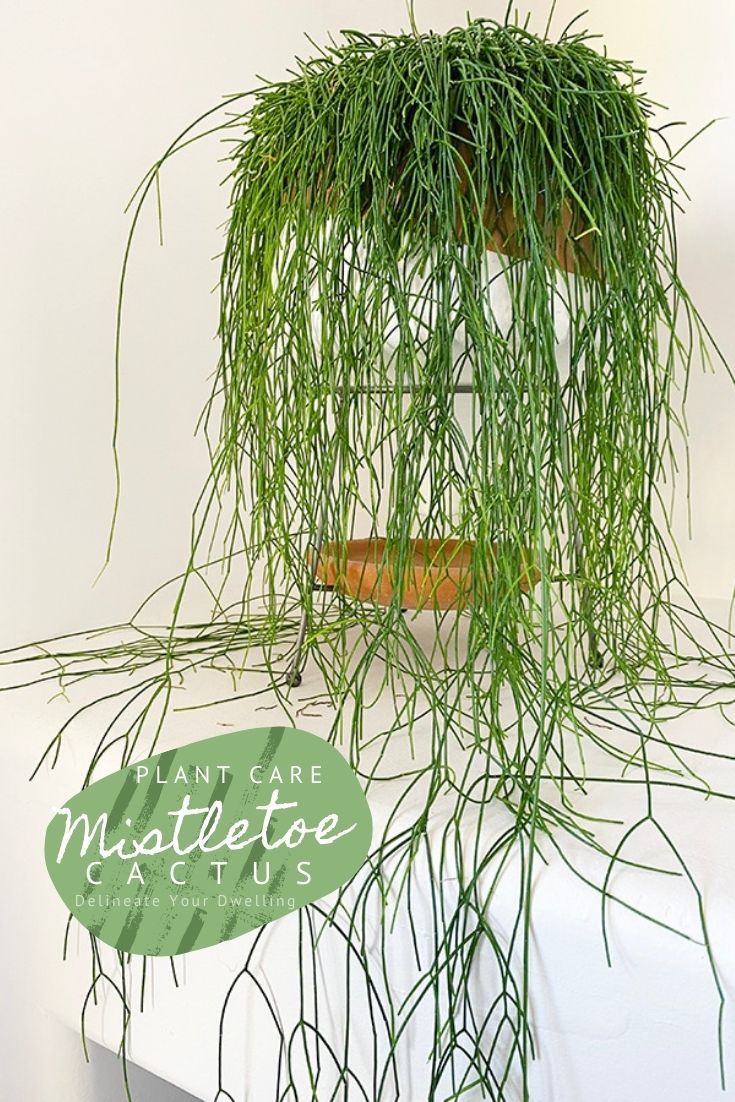 Potted Mistletoe Cactus plant