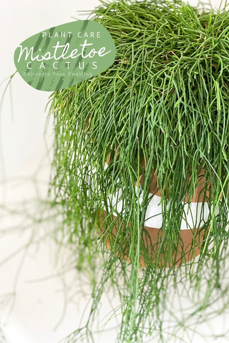 Mistletoe Cactus plant in planter