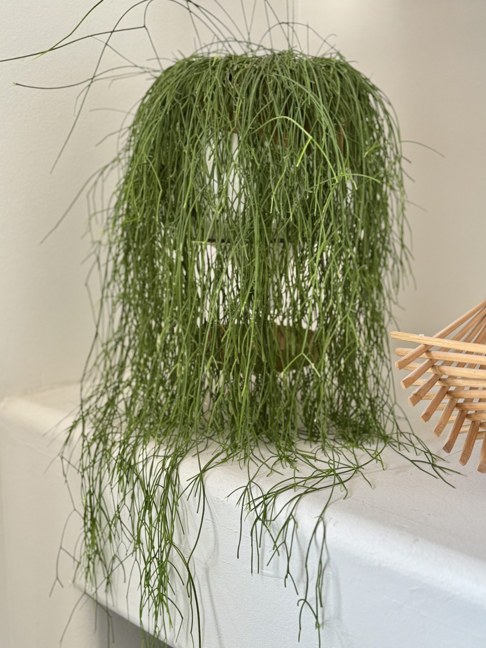 Mature Mistletoe Cactus plant