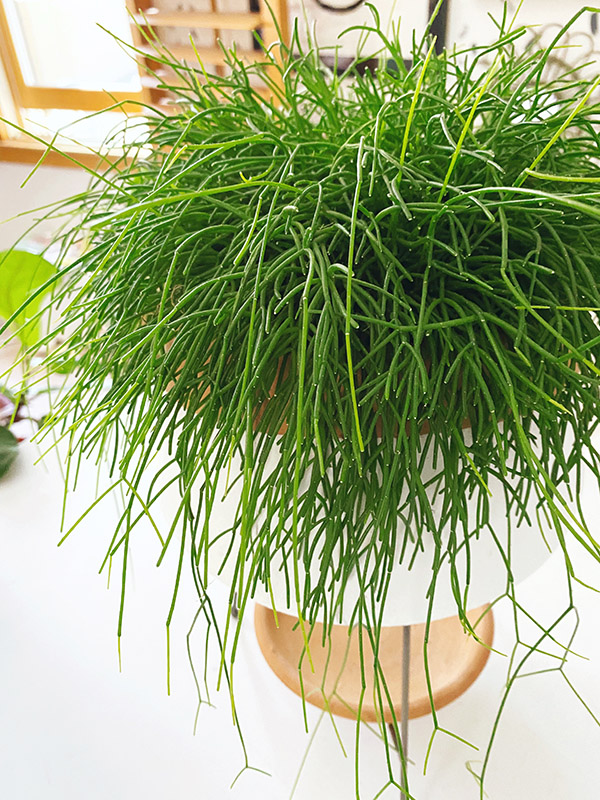 Low Light Plant - Mistletoe Toe Cactus