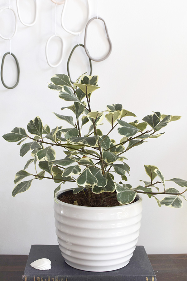 Ficus triangularis plant