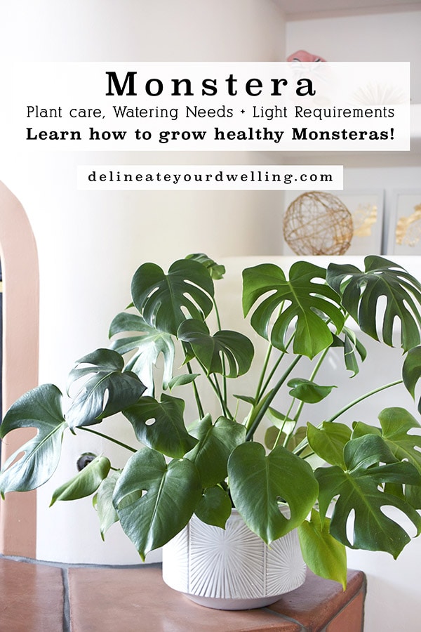 Healthy Monstera Plant 