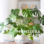 Monstera Care