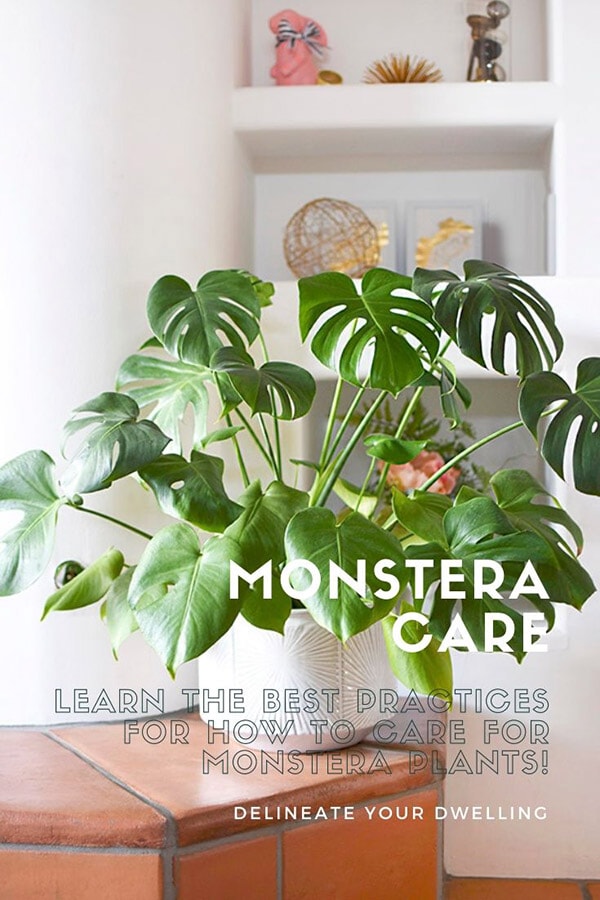 Monstera Care