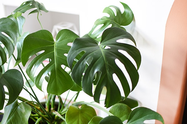 Monstera leaf