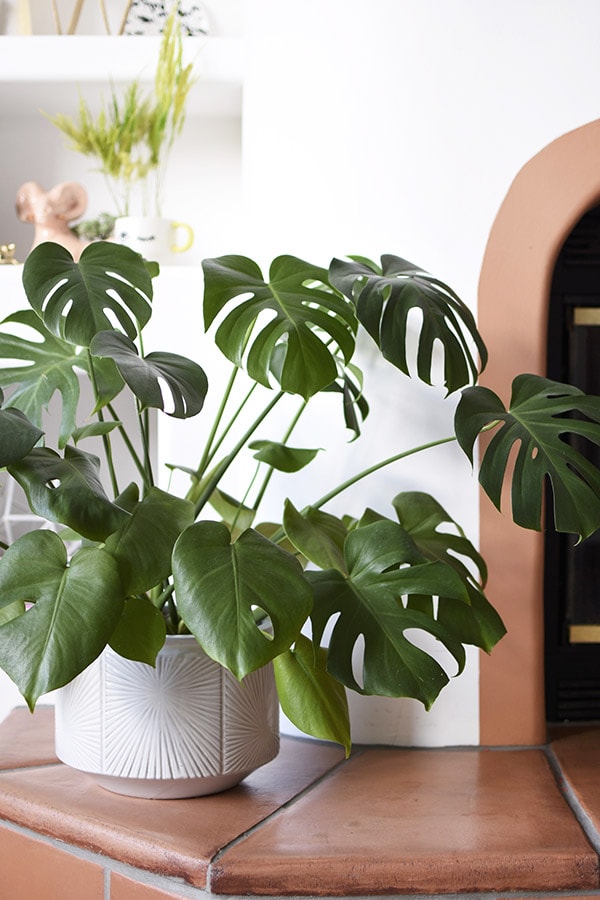 Monstera pot and plant