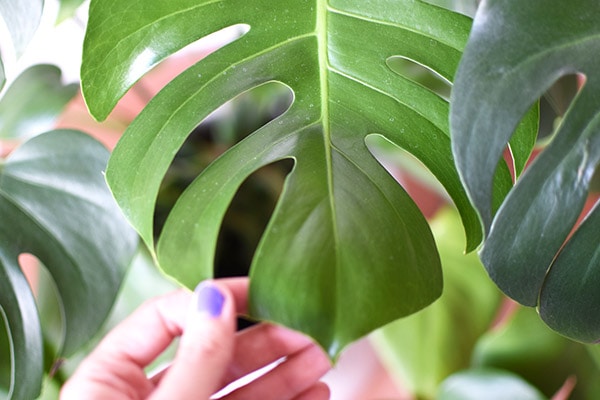 Monstera Leaf zoom