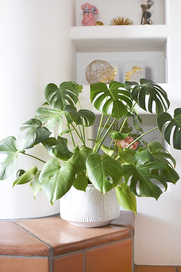 Monstera white pot