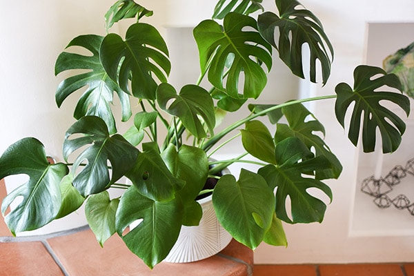 Many Monstera Leaves