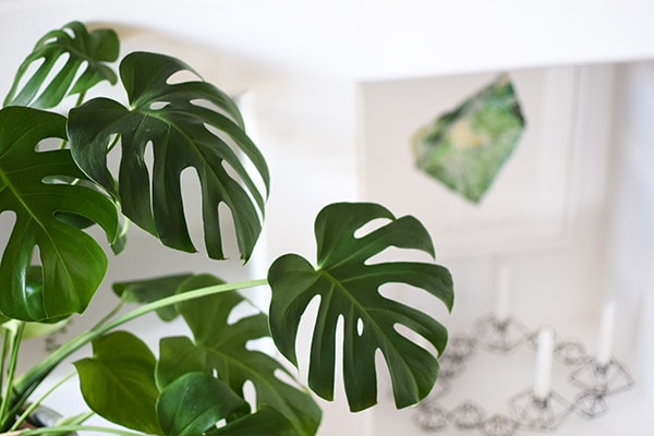 Monstera Plant Leaves