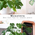 Best Monstera Care Tips