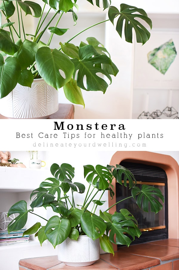 Best Monstera Care Tips