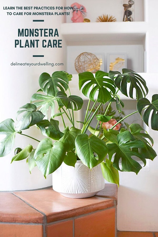 Monstera Care