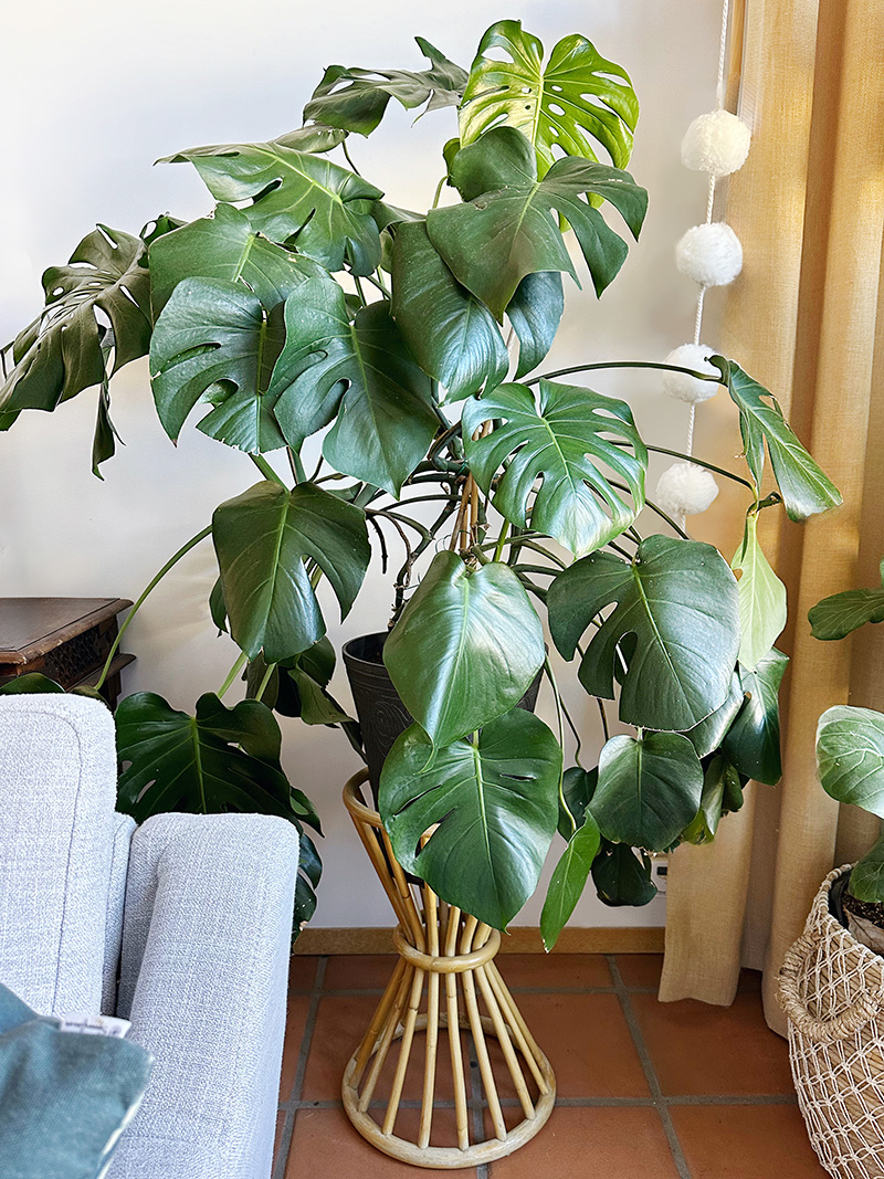 Monstera Plant Care