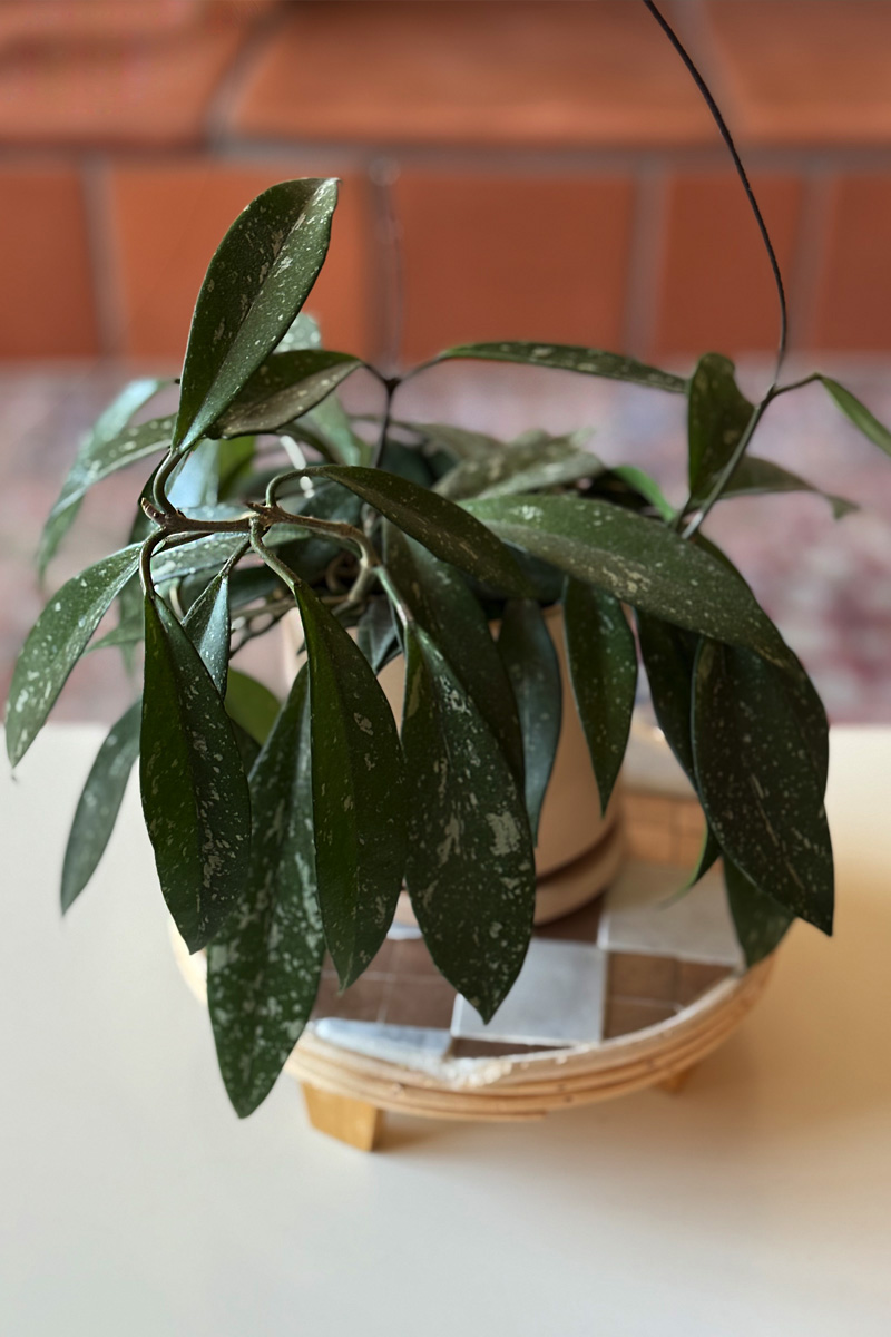 Hoya Silver Splash leaves