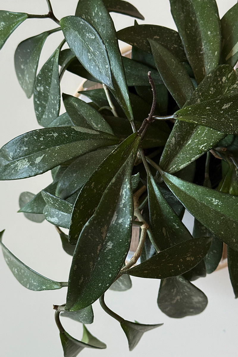 Zoom in detail of Hoya Silver Splash Plant leaf