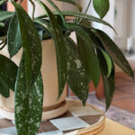 Silver Splash-Leaf-Hoya