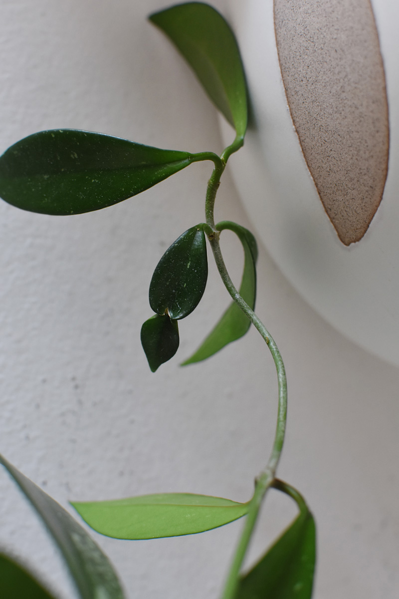 Hoya Silver Splash new leaf
