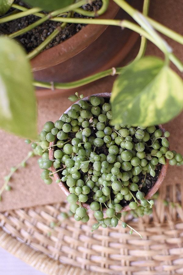 Office Refresh - string of pearls plant