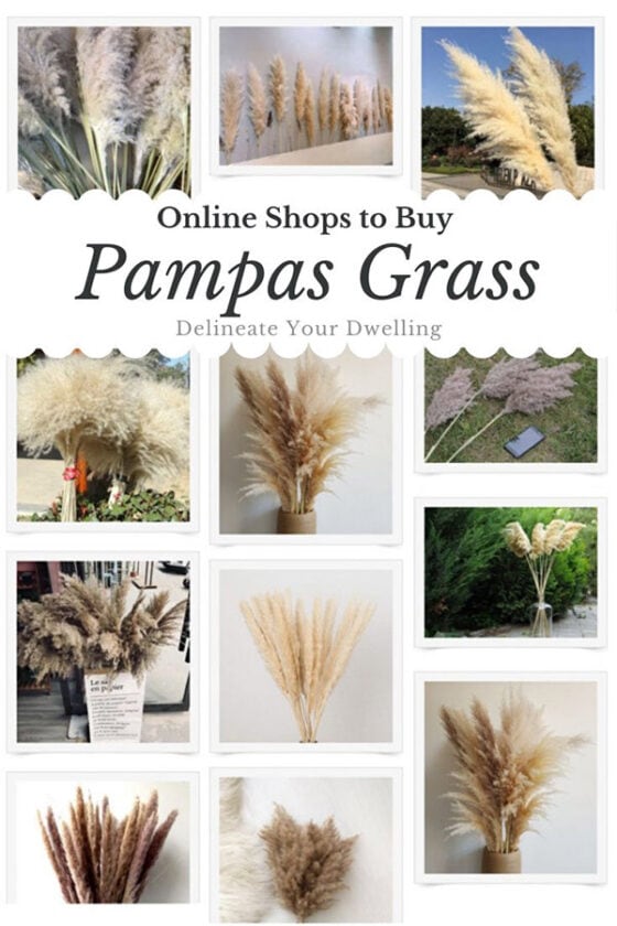 Best Places to Buy Pampas Grass Online Delineate Your Dwelling