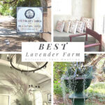 Organic-Lavender-Farm-Los-Poblanos