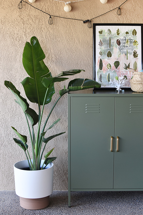 Bird of Paradise and green locker