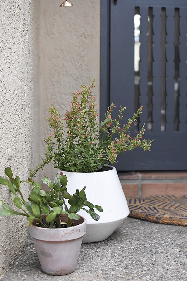 Front Door Potted Plants