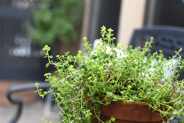 Lemon Thyme