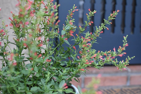 Red Agastache