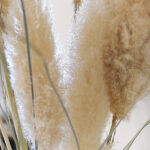 Best Online Pampas Grass