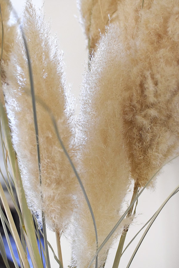 Pampas Grass inside