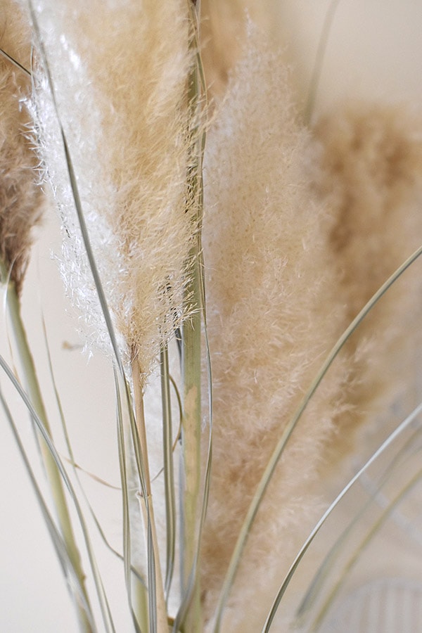 Pampas Grass seeds