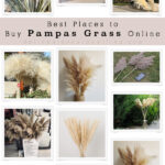 Best Online Pampas Grass